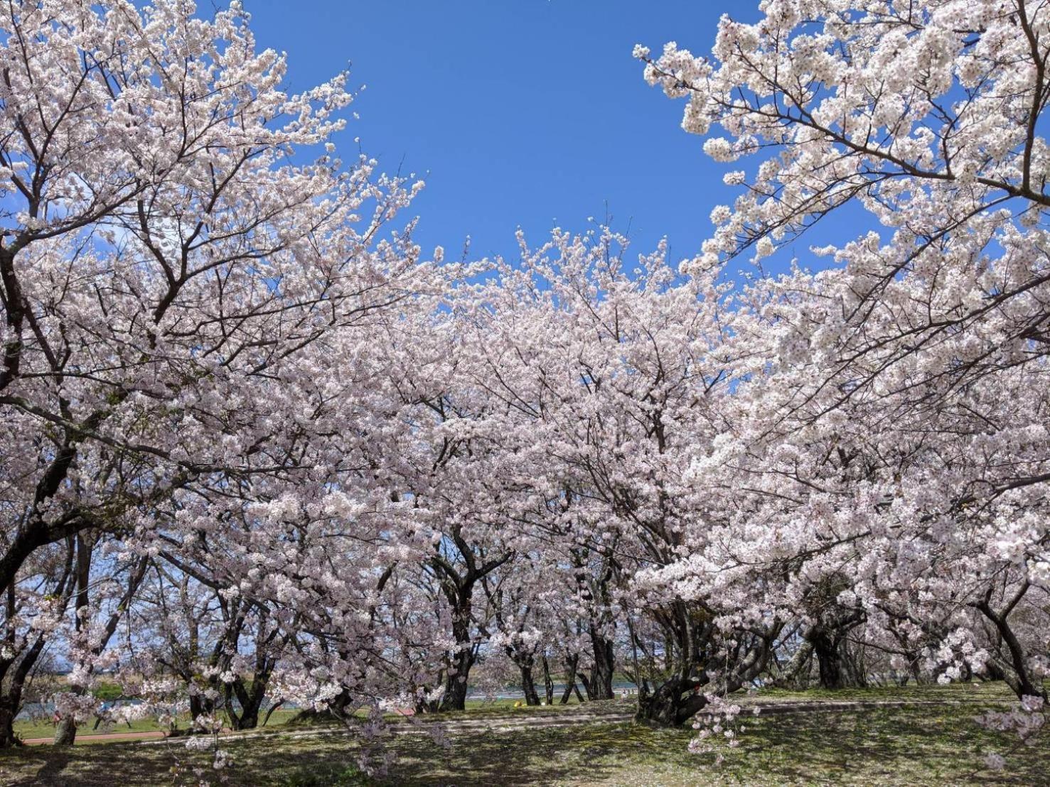 加美屋リゾート伊勢神宮 おかげの庭 Villa Ise Esterno foto